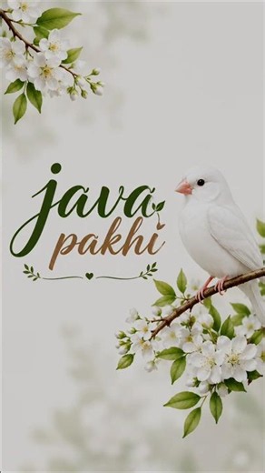 Java Sparrow 🐦🕊️ #youtube #budgies #javasparrow ‪@A.R.Birds.World-R145‬