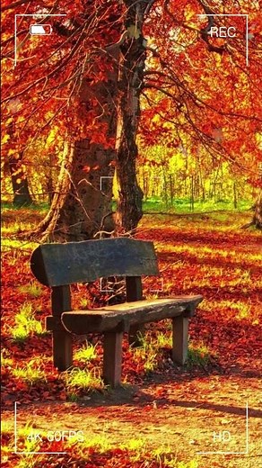 베스트 가을 노래 - 베스트 가을 노래 50곡 추천 -가을에 듣기 좋은 노래모음 연속듣기🍂💓손님들이 항상 노래 제목 물어보게 되는 카페 감성 노래들