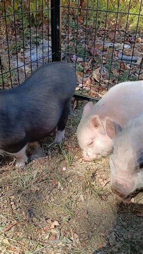 Cutest Little Piglets.