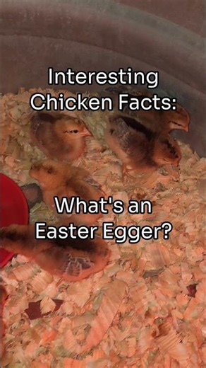 Easter Egger Chickens 🐓