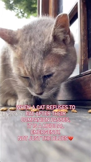 Why a Grieving Cat Won't Eat (And How to Fix It Fast)