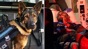 Police dog takes down man