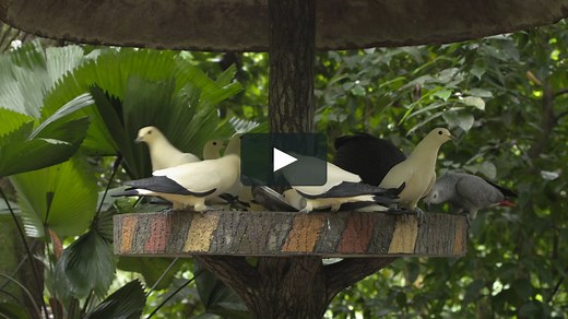 4K Tropical Birds Feeder and Bird Bath with Natural Tropical Bird Sounds For Cats or Birds for when you Gone