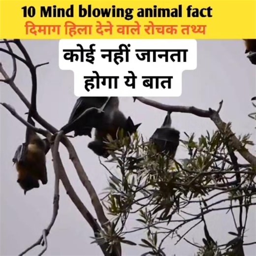 animals के रोचक तथ्य, amezing fact #shorts #viral