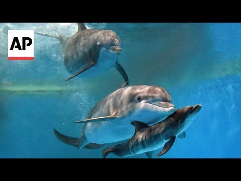 Video shows dolphin calf's birth at Chicago zoo with mom's friend helping