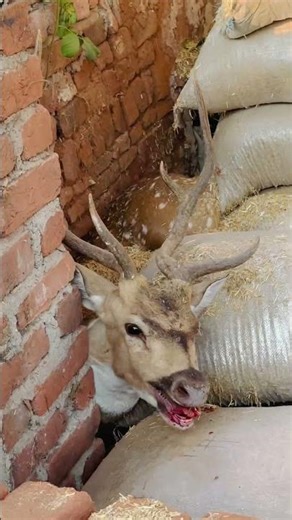 Gav Main Aaye Huye Hiran Ko Bapiss Jungle Chhod Aaye 🥰🦌 | #deer #petsvlogs #jabalpurpetsman