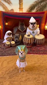16K views · 635 reactions | Egyptian Dogs Dance Like Pharaohs!  #AncientEgypt #TableBeats #comedyreels | Fluffy Moments | Facebook