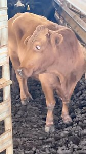 Crazy eyes from Mr Deeds (Via @ryancox017) | Slap Dicks Cattle Co.