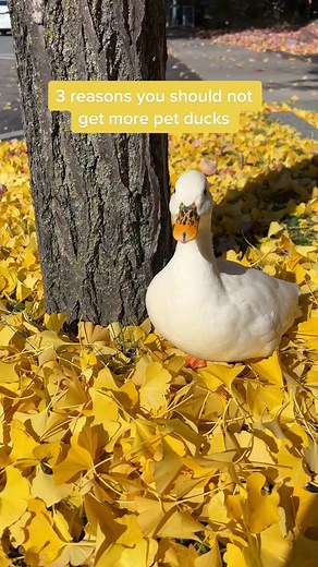 Why You Shouldn't Get Ducks - 3 Reasons Exposed!
