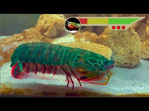 Giant Mantis Shrimp VS Aggressive Purple Lobster