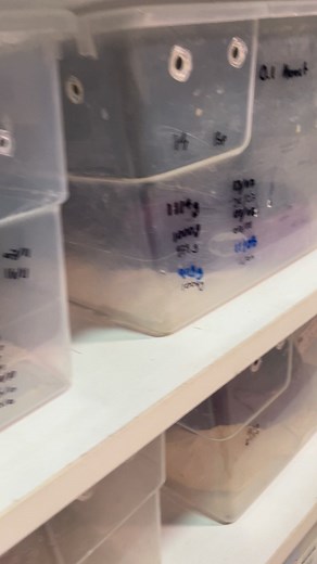 Pitón bola no quiere comer #mascotas #animales | ZooloReptiles