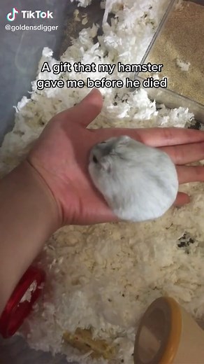 Adorable Dwarf Hamster: A Sweet Little Angel 🐹❤️