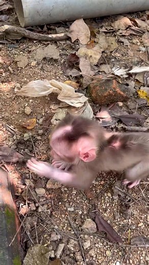 40K views · 620 reactions | Tiny and Shy  Little Baby Monkey Exploring the Ground for the First Time | Monkey BiBi | Facebook