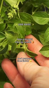 Lime Basil has officially arrived to our plant portfolio 🌿 Grab it while you can, because you won’t spot this beauty at your everyday grocery store. 🙄 | Gardyn