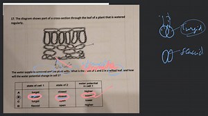 The diagram shows part of a cross-section through the leaf of a... | Filo