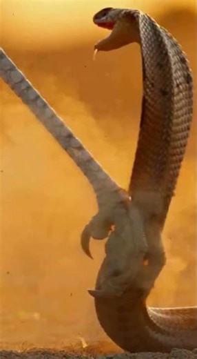 Secretary Bird: The Ultimate Snake Slayer in Action! Deadly Kicks Caught on Camera 🦅🐍⚡ #shorts