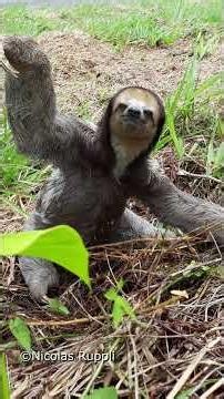 The slowest mammal on Earth | Three-toed Sloth | S01 084 Remarkable Mammals