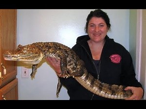 World's Smallest Crocodile/Alligator