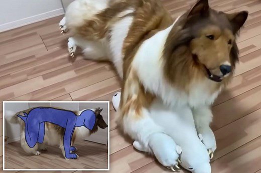 Man who spent $14K to transform himself into collie steps out for first-ever walk in public