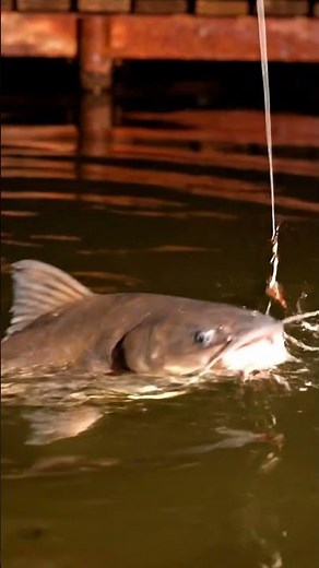 🤯 AMAZING Fish Net CATCH! You WON'T Believe What We Found! 🐠🎣 #fishing