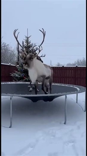 Reindeer Found a Trampoline… and Went WILD 😂🦌❄️ | RapidReels
