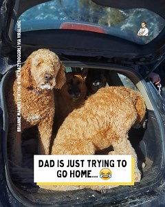 570K views · 10K reactions | He turns on the puppy dog eyes | Dad Jokes | Facebook