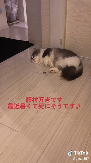 場面：平和な日常を描いた、気が抜ける曲 - EBI Zanmaiを使っている睾丸マッサージ専門店／銀座357 会員制サロン (@ginza357)の動画