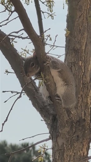 Squirrel is so cute!!! hugging tree!