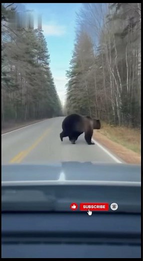 Dashcam Wildlife Chaos Compilation | Animals & People on the Road