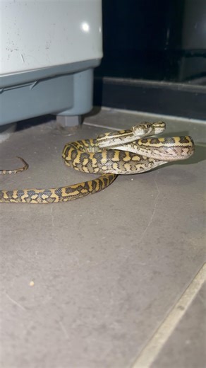 Non venomous Carpet Python I removed from one of my neighbours laundry’s last night #python #snake