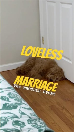 Loveless Marriage The Whoodle Story | #whoodle #doodle #poodle #puppy #dog