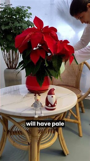 Christmas plants- Poinsettia