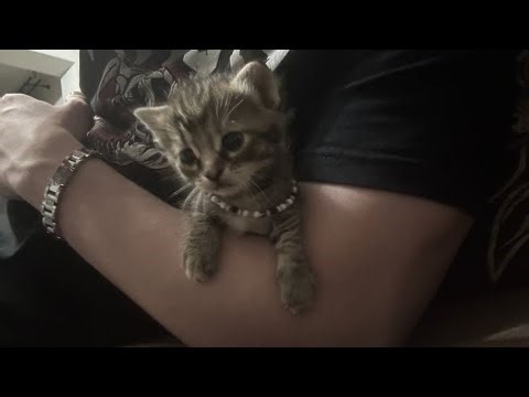 Cute audios for your imagination 😼