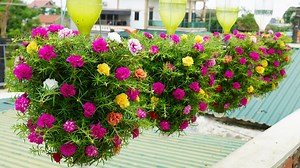 834K views · 22K reactions | Hanging Garden Ideas To Grow Beautiful Flowers For The Balcony | Great DIY Idea | Facebook