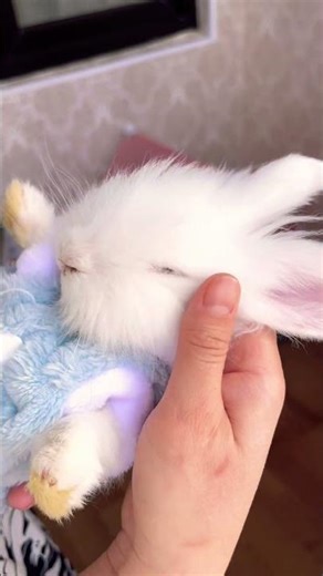 "STOP Making These Rabbit Care Mistakes! 🚫🐰" #bunnycare #RabbitOwner #Guide #shorts