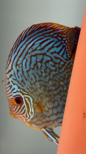 Kleine Diskus Babys 🐠🥰 #diskuskeller #diskus #discus #diskusfisch #discusfish #discustank #diskusfische #aquarium #aquaristik #aquariumhobby #fisch #fische #fish #discusfishtank #discustank #diskusbecken #diskusfischaquarium #aquariumhobby #bunt #discusfishes #diskusshop #discusshop #freshwateraquarium #babys #krausediskus | Diskuskeller.de