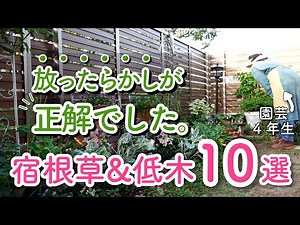初心者の庭で生き残った！放ったらかしOKの宿根草＆低木10選｜ガーデンツアー2024｜半日陰の庭｜有機栽培｜小さな庭のガーデニング