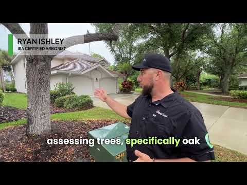Tree Roots Damaging Driveway