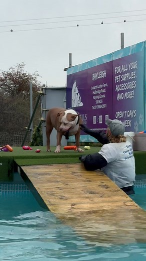 XL Bully Cairos 2nd swim session, he’s still a bit nervous of the ramp so Terry helps him in, but loves it once he’s in the pool 🐾💦💕🇬🇧 | Canine Dip and Dive Maldon