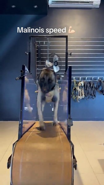 Belgian Malinois Loves Slatmill: High-Speed K9 Fitness