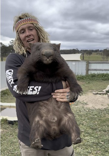 Rocco the Wombat's Territory Defense and Wild Journey