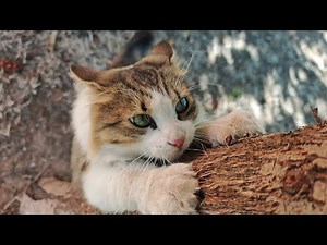 Satisfying Cat Tree Scratching Close-Up