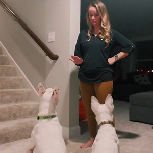 This deaf dog has learned how to understand sign language!