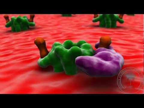 Physiologie du système nerveux : transmission neuromusculaire (ameliorée)