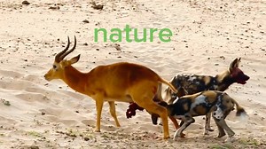 The Fascinating Life of African Wild Dogs - A Nature Documentary