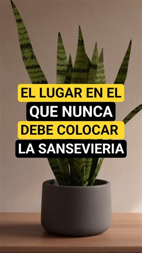 Es mejor no colocarlas en estos lugares #plantas #tips #jardinería #sansevieria