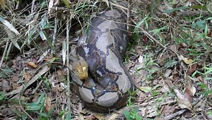 Reticulated Python Python Reticulatus Thailand Stock Footage Video (100% Royalty-free) 4548938 | Shutterstock