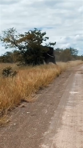 Two giant elephants fighting tightly along the road is a display of strength and dominance. This often happens when males compete for territory, leadership, or the attention of females. Their powerful tusks and massive bodies push against each other, showing how strong and majestic elephants are in the wild. Whatsup / Call us 📞: 255 754042154 #Elephants #ElephantBattle #WildlifeStrength #TanzaniaSafari #AfricanGiants #WildlifeMoments #TanzaniaAdventuresGroup #NaturePower #SafariExperience #Afri