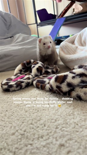 Spring Shedding Season for Ferrets