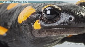 Amphibians | Definition, Characteristics & Examples